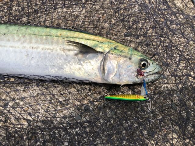 Japanese Spanish mackerel 